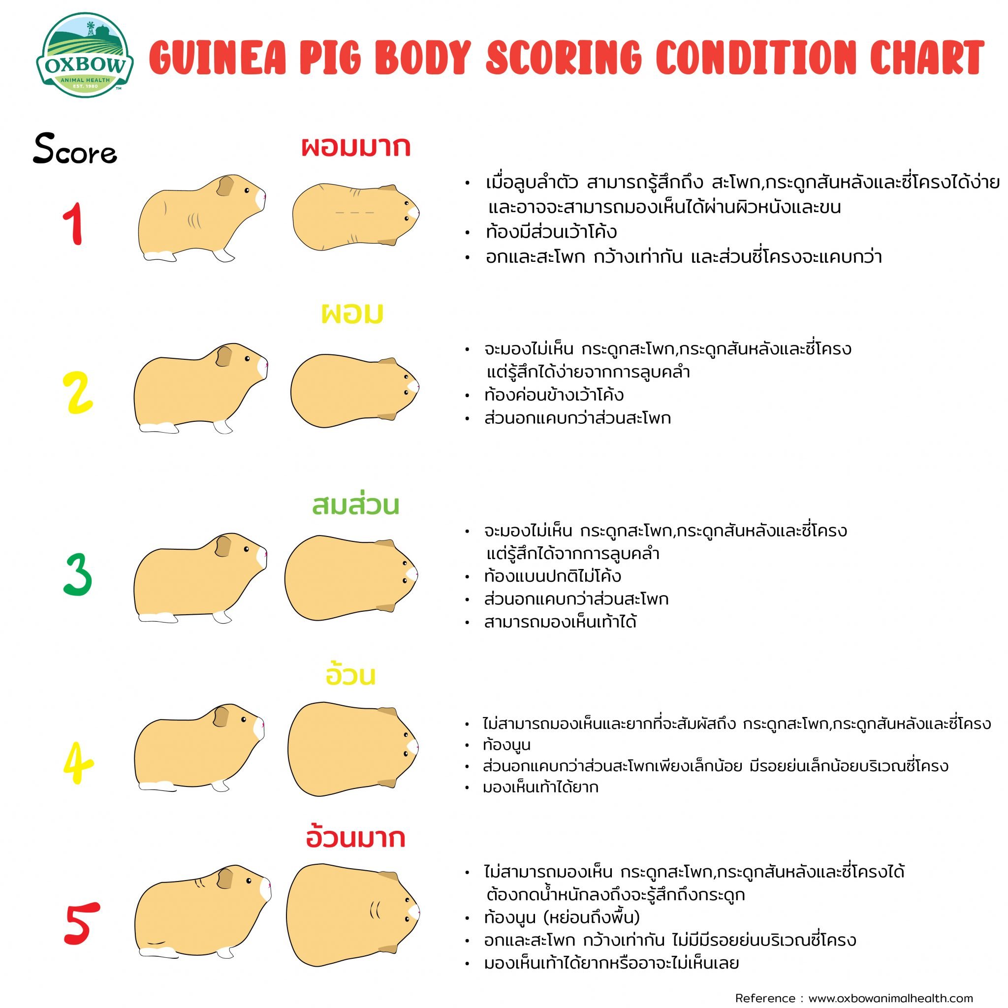 กระต่ายหรือแกสบี้อ้วนหรือผอมเกินไปรึเปล่านะ ? Oxbow Thailand